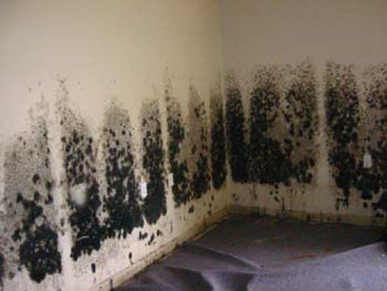 Mold and Mildew Removal Old Bridge,  NJ